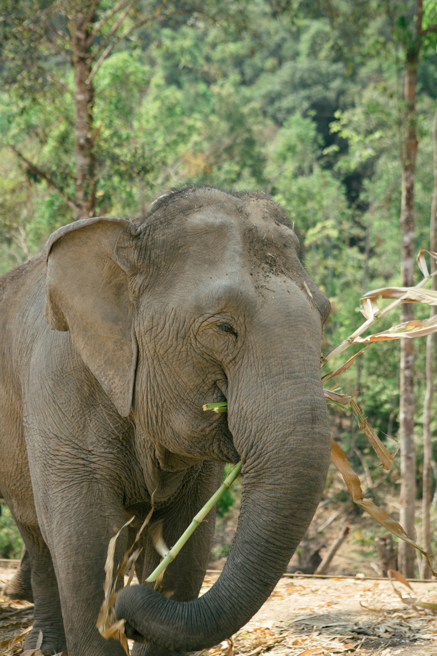 Ethical Elephants & Karen Culture