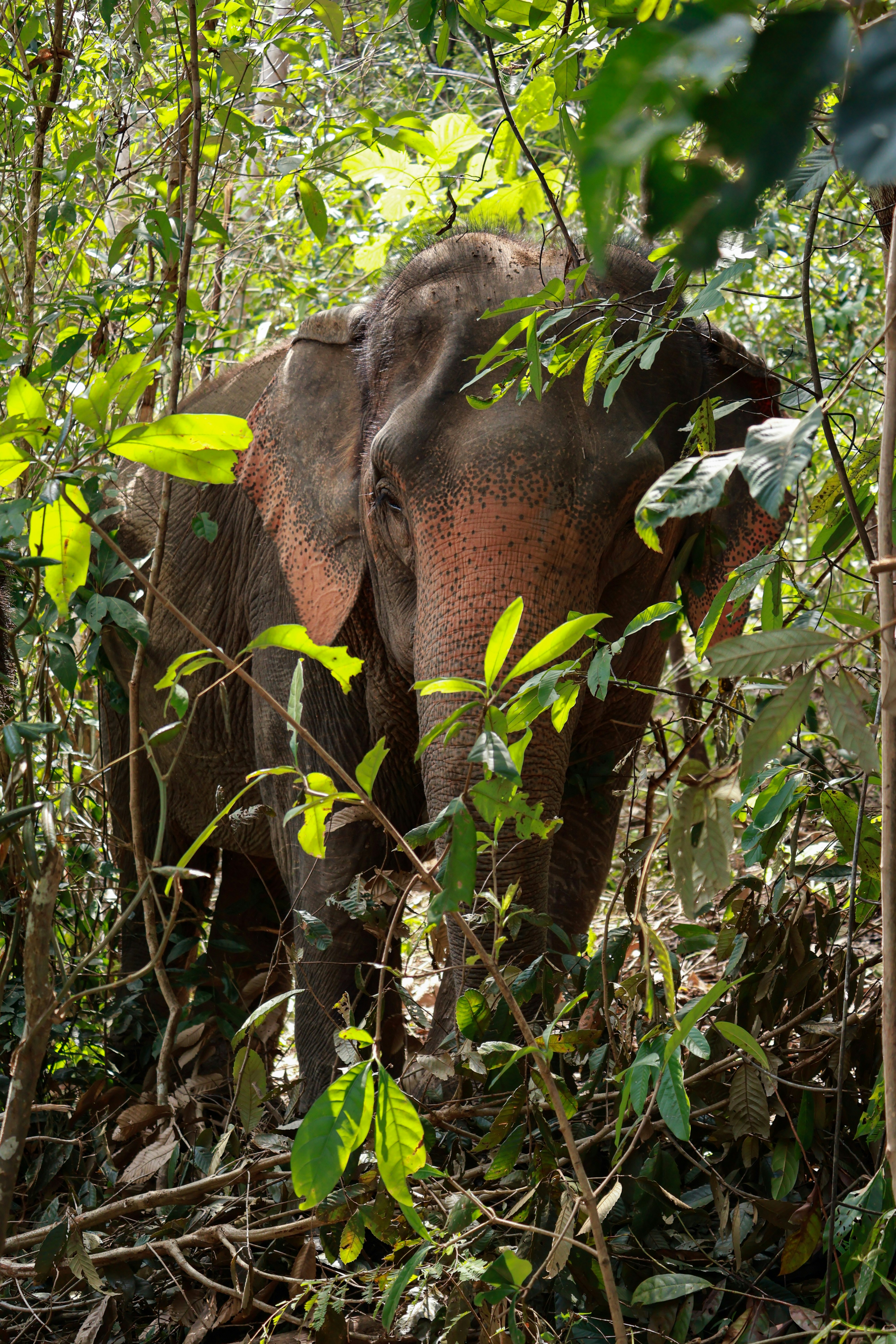 Elephant Valley Project